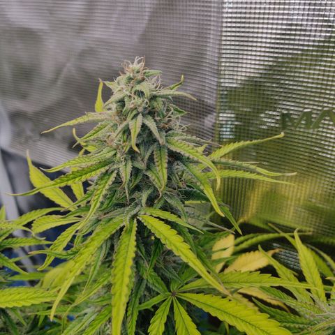 Gorilla cookies auto - seed stocker #2 growlog timeline photo