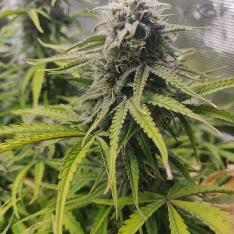 Gorilla cookies auto - seed stocker #2 growlog timeline photo
