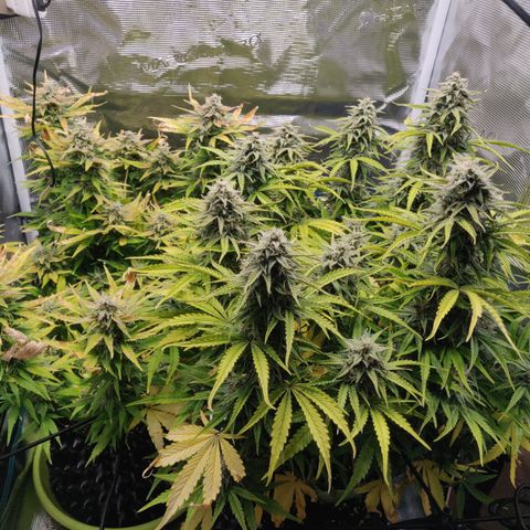 Gorilla cookies auto - seed stocker #2 growlog timeline photo