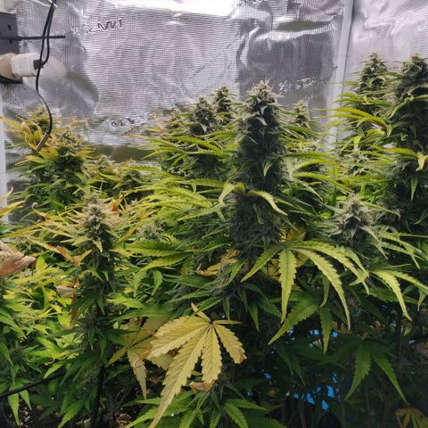 Gorilla cookies auto - seed stocker #2 growlog timeline photo