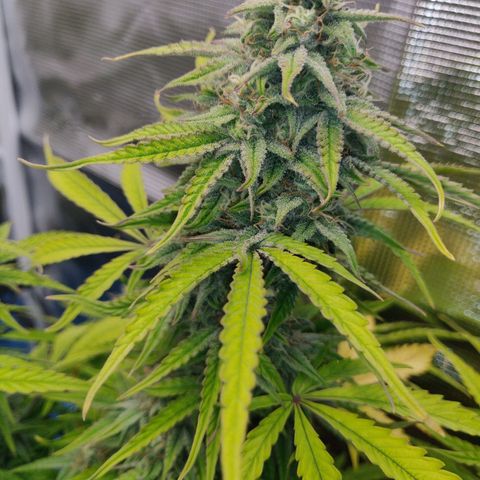 Gorilla cookies auto - seed stocker #2 growlog timeline photo