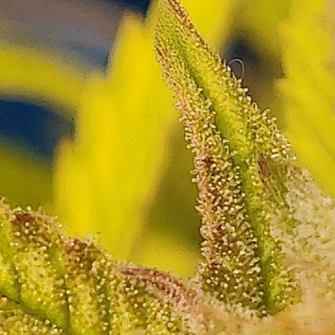 Gorilla cookies auto - seed stocker #2 growlog timeline photo