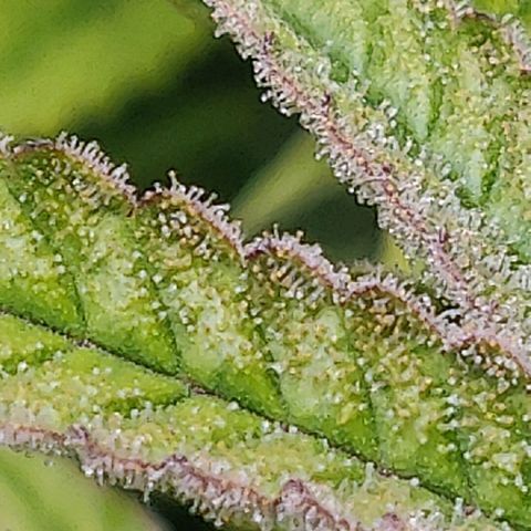 Gorilla cookies auto - seed stocker #2 growlog timeline photo