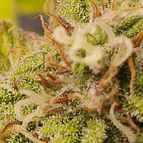 Gorilla cookies auto - seed stocker #2 growlog timeline photo