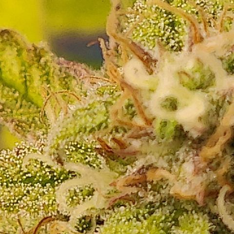 Gorilla cookies auto - seed stocker #2 growlog timeline photo