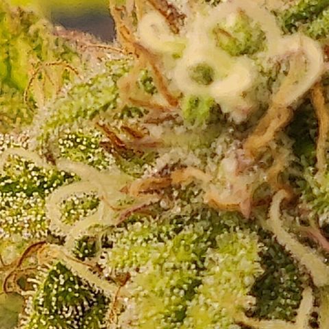 Gorilla cookies auto - seed stocker #2 growlog timeline photo