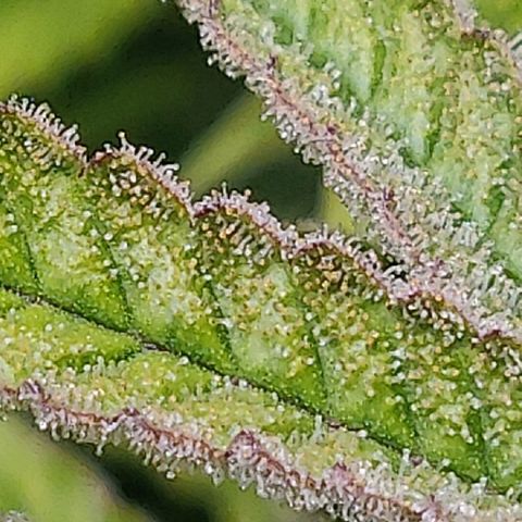 Gorilla cookies auto - seed stocker #2 growlog timeline photo