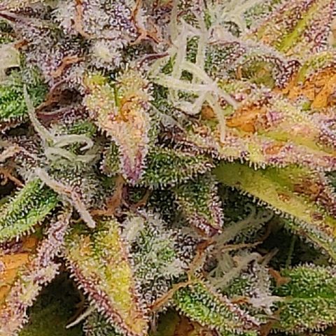 Gorilla cookies auto - seed stocker #2 growlog timeline photo