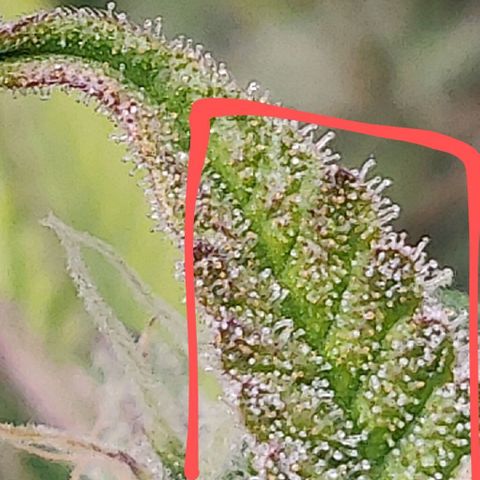 Gorilla cookies auto - seed stocker #2 growlog timeline photo