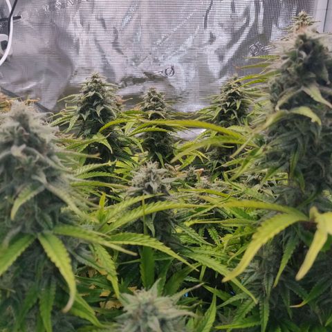 Gorilla cookies auto - seed stocker #2 growlog timeline photo