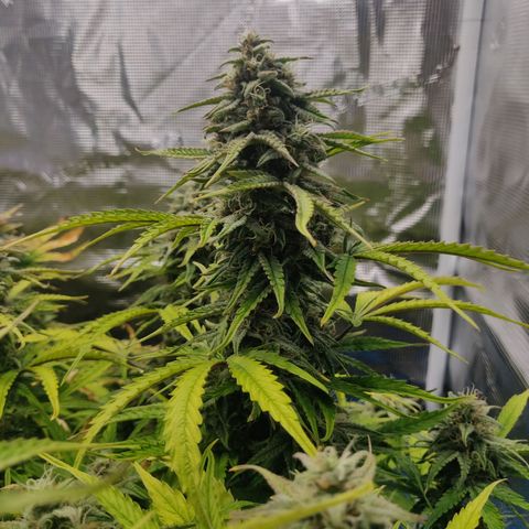 Gorilla cookies auto - seed stocker #2 growlog timeline photo