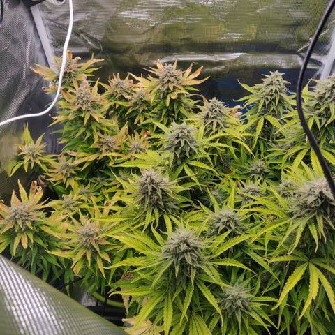 Gorilla cookies auto - seed stocker #2 growlog timeline photo