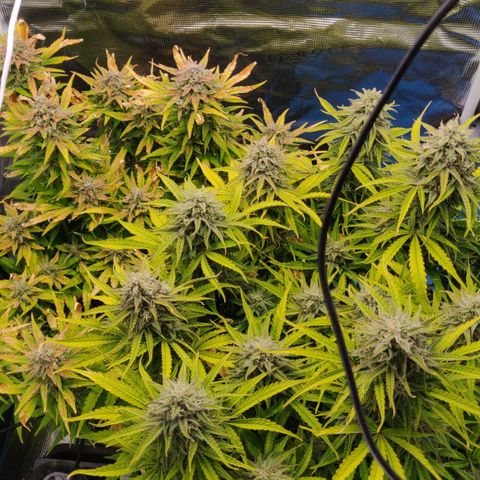 Gorilla cookies auto - seed stocker #2 growlog timeline photo