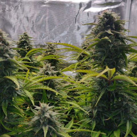 Gorilla cookies auto - seed stocker #2 growlog timeline photo