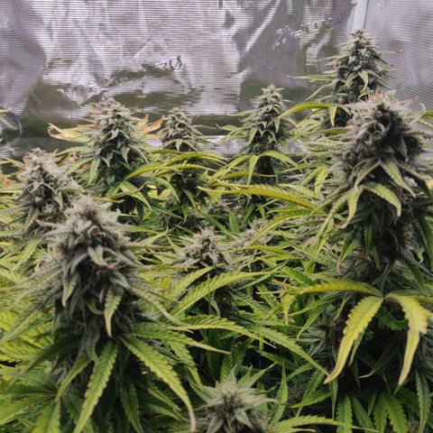 Gorilla cookies auto - seed stocker #2 growlog timeline photo