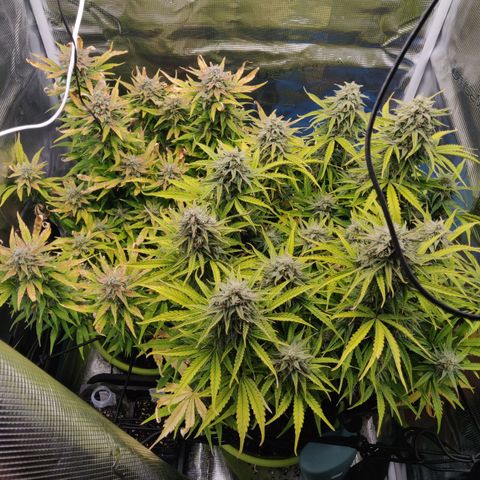 Gorilla cookies auto - seed stocker #2 growlog timeline photo