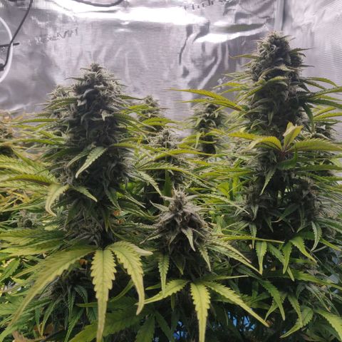 Gorilla cookies auto - seed stocker #2 growlog timeline photo
