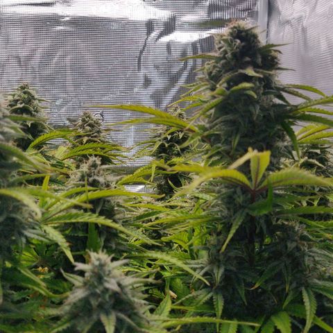 Gorilla cookies auto - seed stocker #2 growlog timeline photo