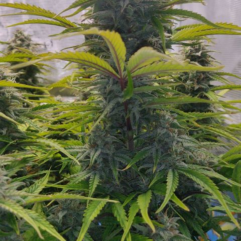 Gorilla cookies auto - seed stocker #2 growlog timeline photo