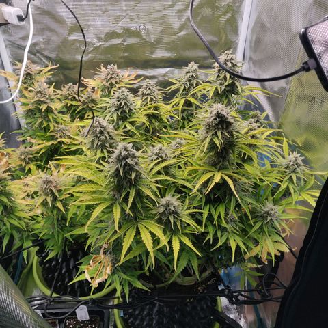 Gorilla cookies auto - seed stocker #2 growlog timeline photo