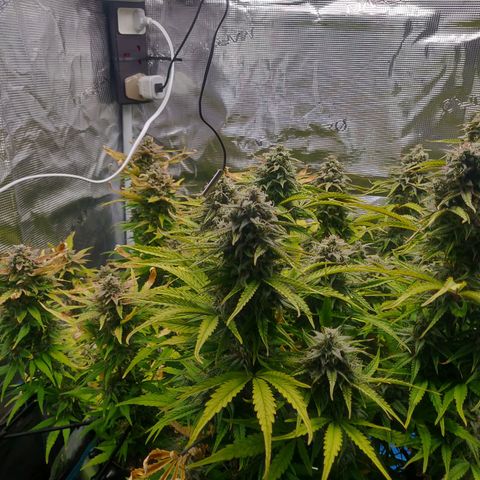 Gorilla cookies auto - seed stocker #2 growlog timeline photo