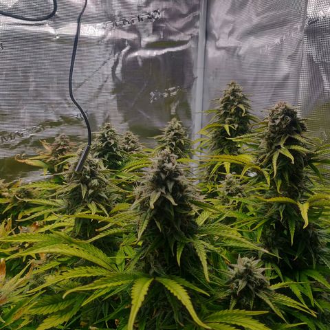Gorilla cookies auto - seed stocker #2 growlog timeline photo