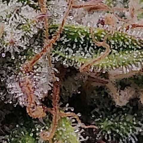Gorilla cookies auto - seed stocker #2 growlog timeline photo