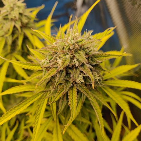 Gorilla cookies auto - seed stocker #2 growlog timeline photo