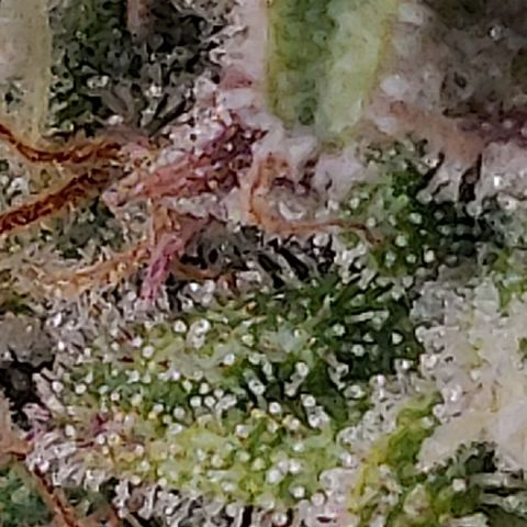 Gorilla cookies auto - seed stocker #2 growlog timeline photo