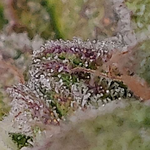 Gorilla cookies auto - seed stocker #2 growlog timeline photo