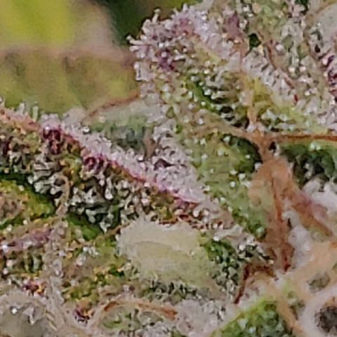 Gorilla cookies auto - seed stocker #2 growlog timeline photo