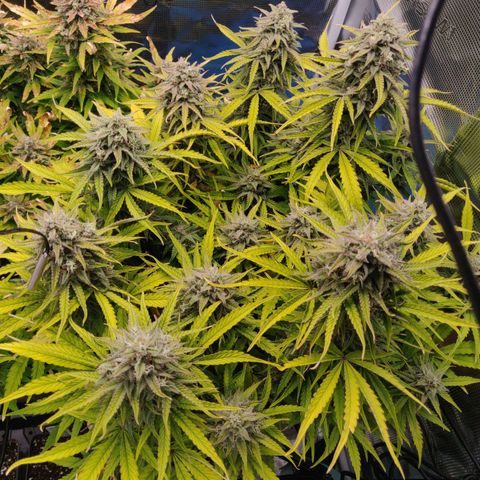 Gorilla cookies auto - seed stocker #2 growlog timeline photo