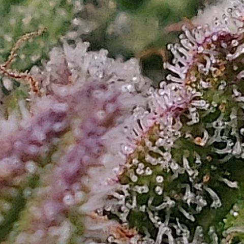 Gorilla cookies auto - seed stocker #2 growlog timeline photo