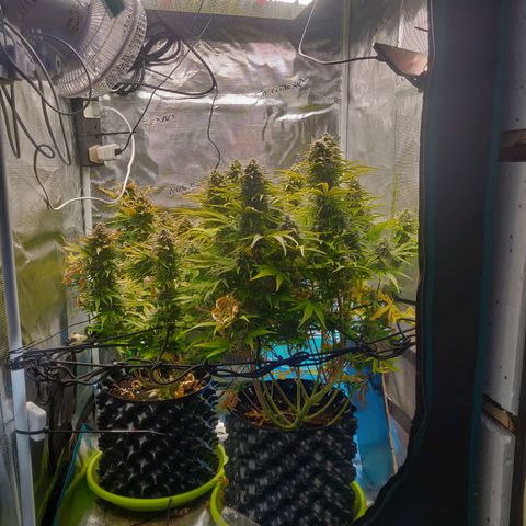 Gorilla cookies auto - seed stocker #2 growlog timeline photo
