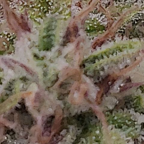 Gorilla cookies auto - seed stocker #2 growlog timeline photo