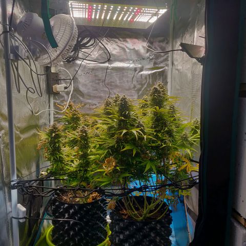 Gorilla cookies auto - seed stocker #2 growlog timeline photo