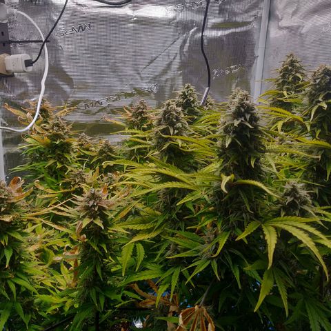 Gorilla cookies auto - seed stocker #2 growlog timeline photo