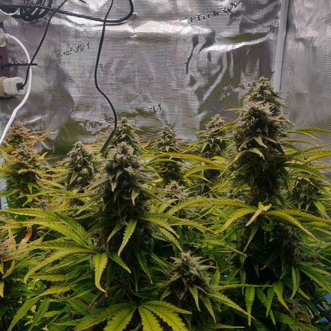 Gorilla cookies auto - seed stocker #2 growlog timeline photo