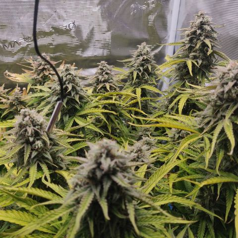 Gorilla cookies auto - seed stocker #2 growlog timeline photo