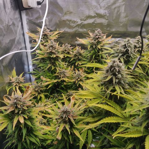 Gorilla cookies auto - seed stocker #2 growlog timeline photo