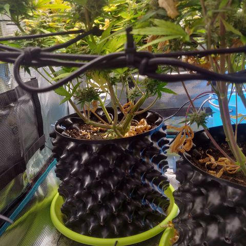Gorilla cookies auto - seed stocker #2 growlog timeline photo