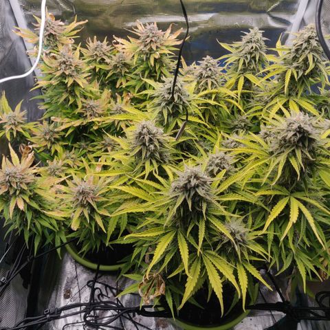 Gorilla cookies auto - seed stocker #2 growlog timeline photo