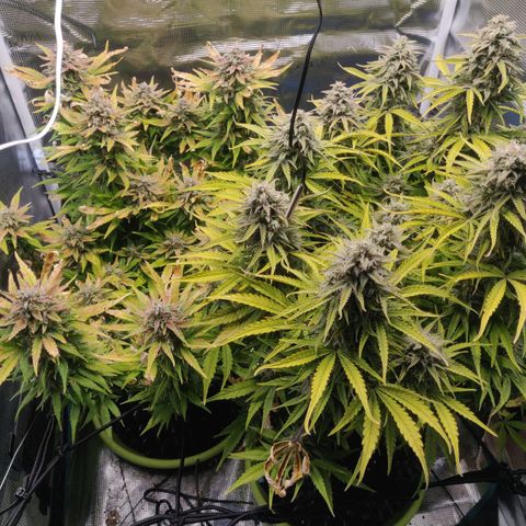 Gorilla cookies auto - seed stocker #2 growlog timeline photo