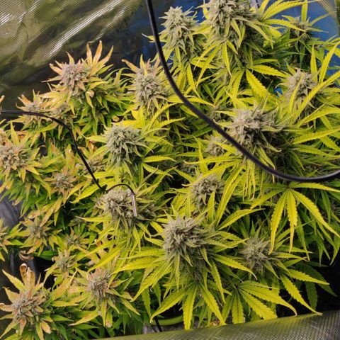 Gorilla cookies auto - seed stocker #2 growlog timeline photo