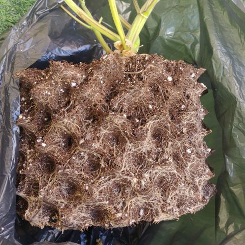 Gorilla cookies auto - seed stocker #2 growlog timeline photo