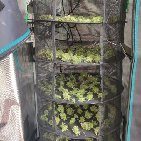 Gorilla cookies auto - seed stocker #2 growlog timeline photo