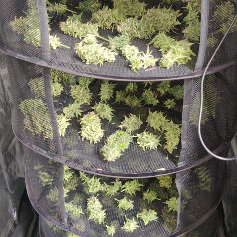 Gorilla cookies auto - seed stocker #2 growlog timeline photo