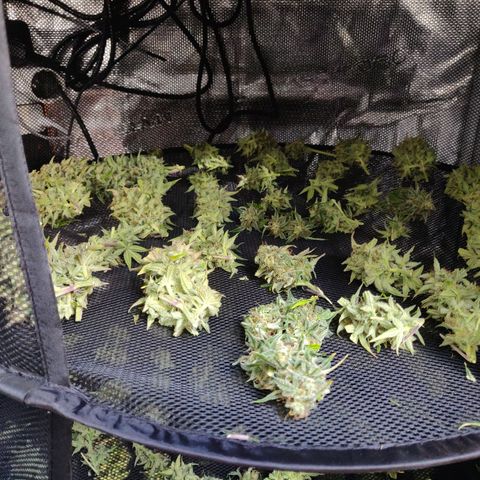 Gorilla cookies auto - seed stocker #2 growlog timeline photo