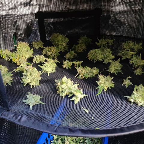 Gorilla cookies auto - seed stocker #2 growlog timeline photo
