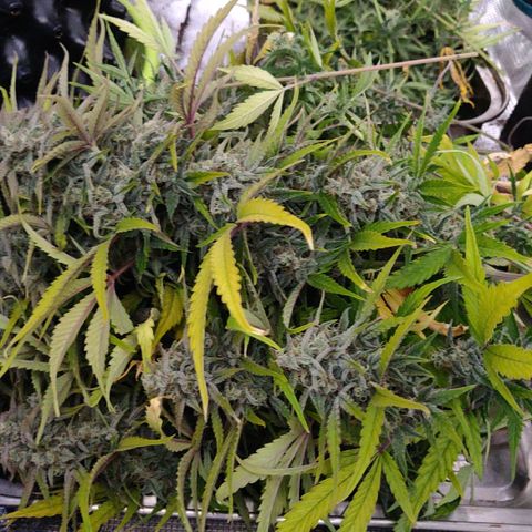 Gorilla cookies auto - seed stocker #2 growlog timeline photo
